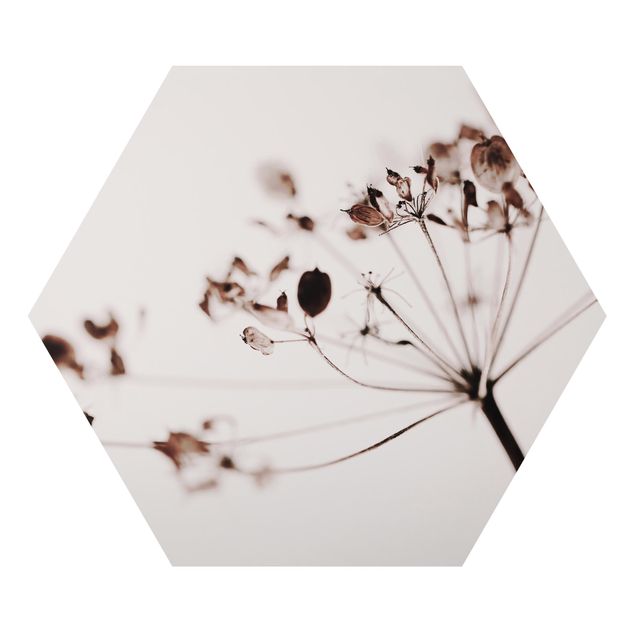 Alu-Dibond hexagon - Macro Image Dried Flowers In Shadow