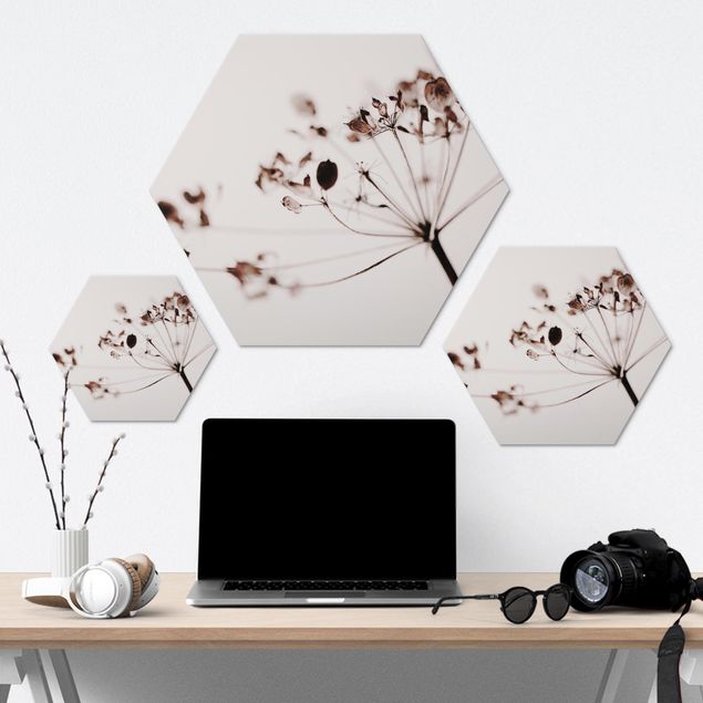 Alu-Dibond hexagon - Macro Image Dried Flowers In Shadow