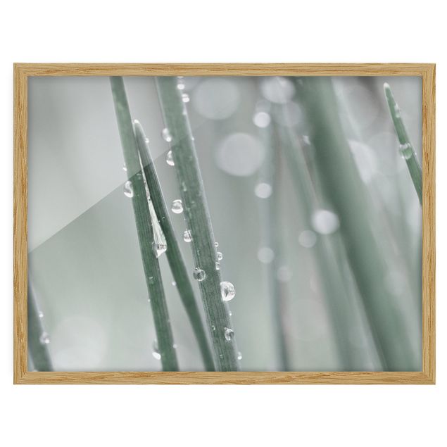 Framed poster - Macro Image Beads Of Water On Grass