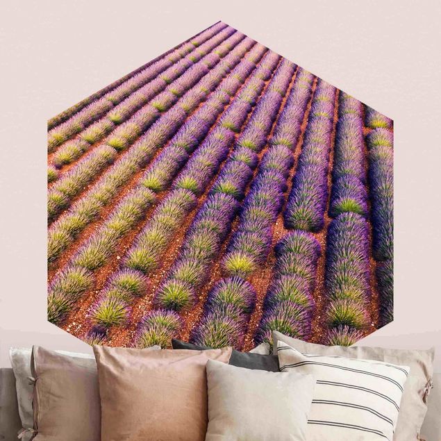 Matteo Colombo  Picturesque Lavender Field