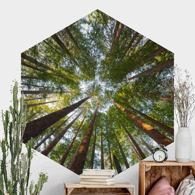 Hexagonal wallpapers Sequoia Tree Tops