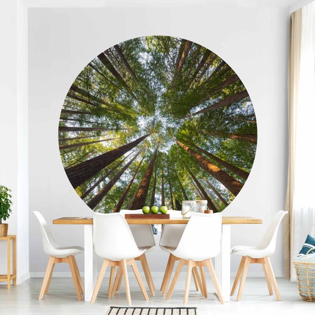 Wallpapers Sequoia Tree Tops