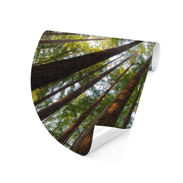 Self-adhesive round wallpaper - Sequoia Tree Tops