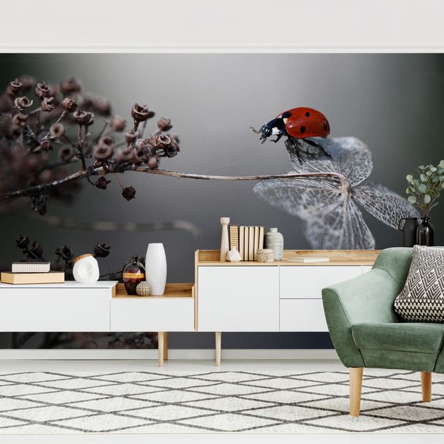 Wallpaper - Ladybird On Hydrangea