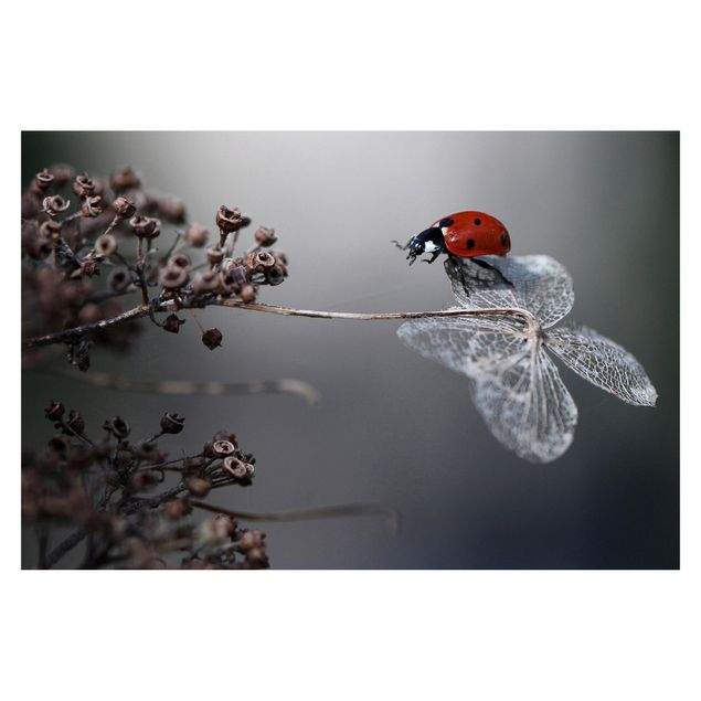 Wallpaper - Ladybird On Hydrangea