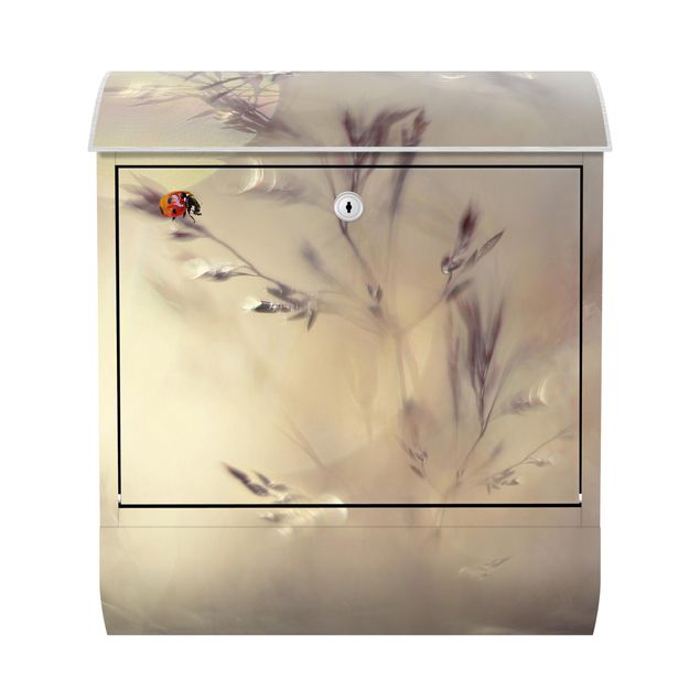 Letterbox - Ladybird On Meadow Grass