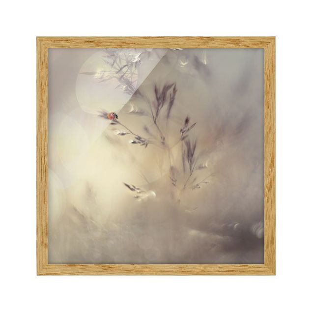 Framed poster - Ladybird On Meadow Grass