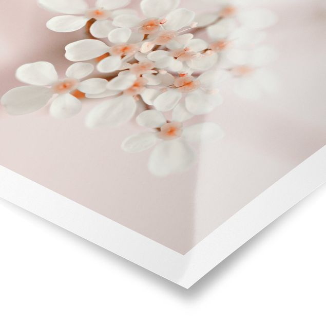 Poster - Mini Flowers In Pink Light