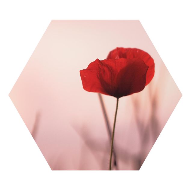 Alu-Dibond hexagon - Poppy Flower In Twilight