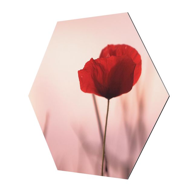 Alu-Dibond hexagon - Poppy Flower In Twilight