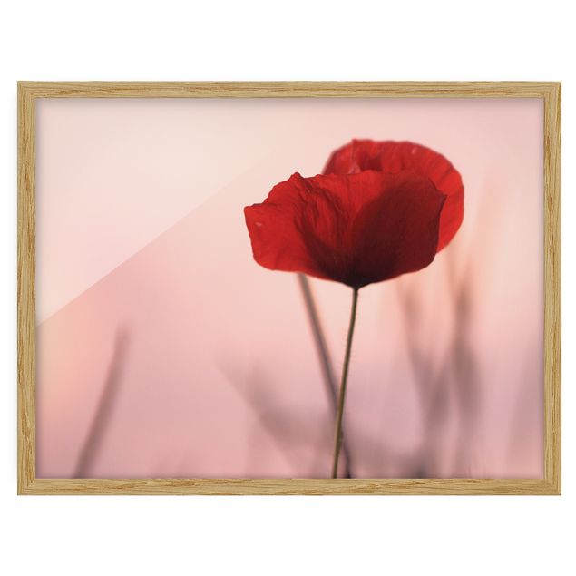 Framed poster - Poppy Flower In Twilight