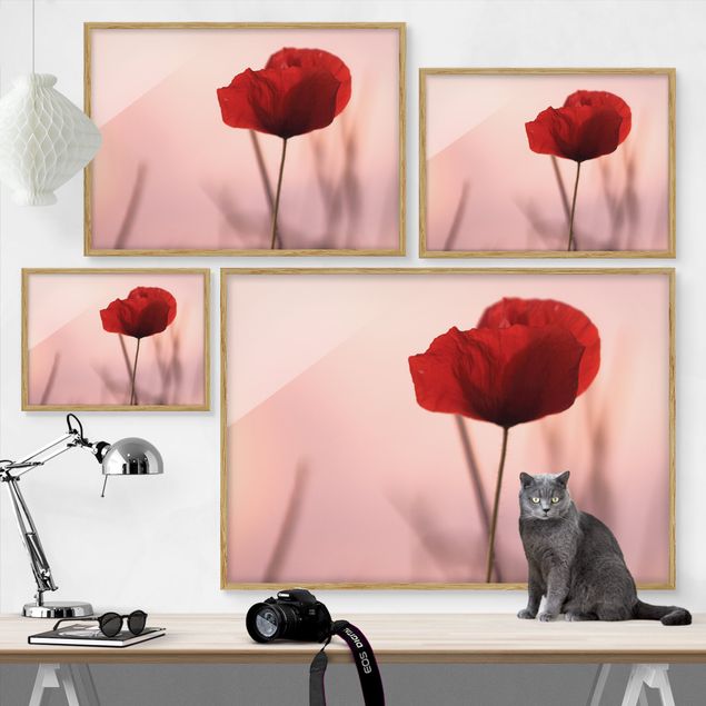 Framed poster - Poppy Flower In Twilight