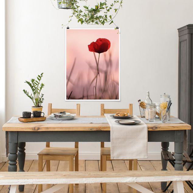 Poster - Poppy Flower In Twilight