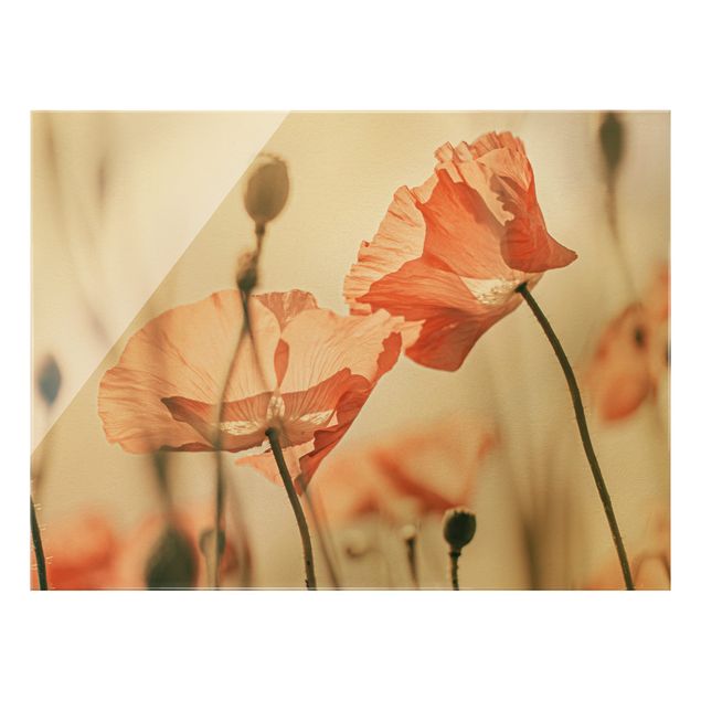 Glass print - Poppy Flowers In Summer Breeze - Landscape format