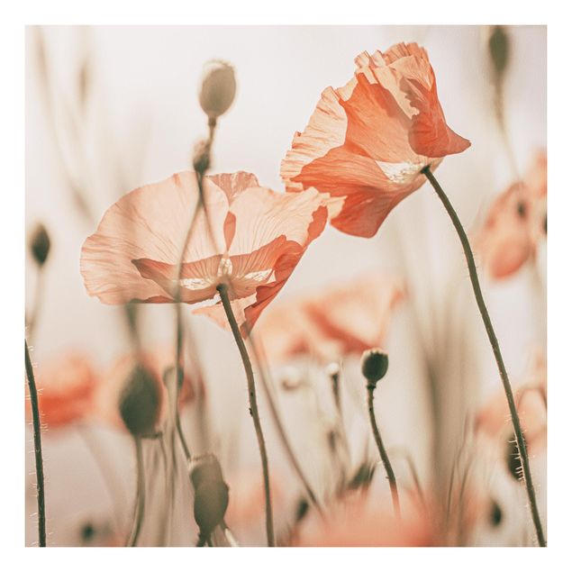 Print on forex - Poppy Flowers In Summer Breeze - Square 1:1