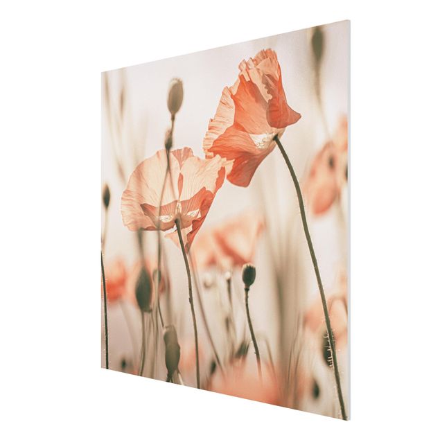 Print on forex - Poppy Flowers In Summer Breeze - Square 1:1