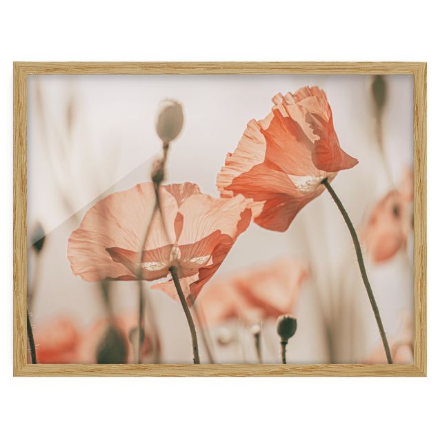 Framed poster - Poppy Flowers In Summer Breeze