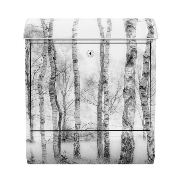 Letterbox - Mystic Birch Forest Black And White