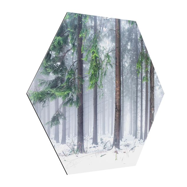 Alu-Dibond hexagon - Conifers In Winter