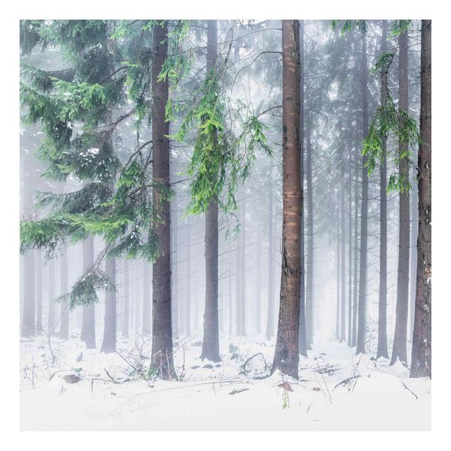 Print on forex - Conifers In Winter - Square 1:1
