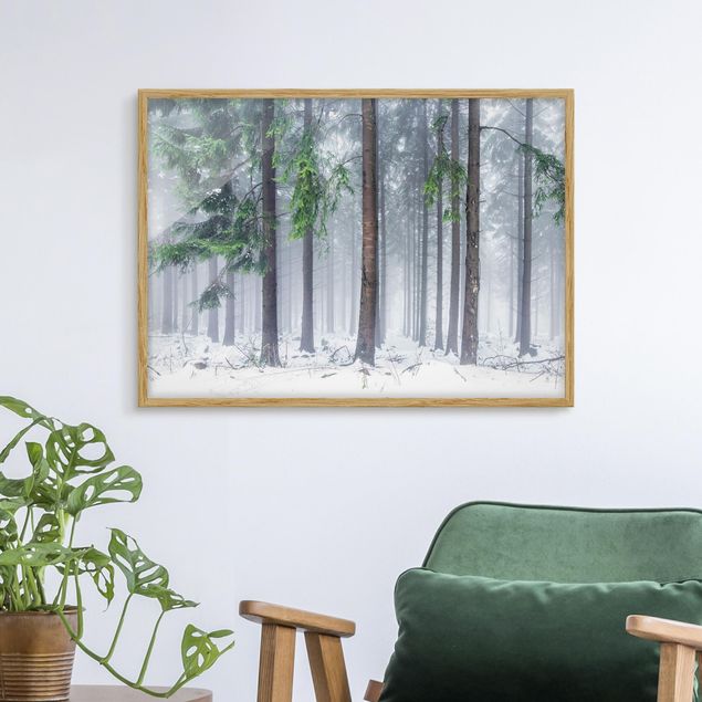 Framed poster - Conifers In Winter