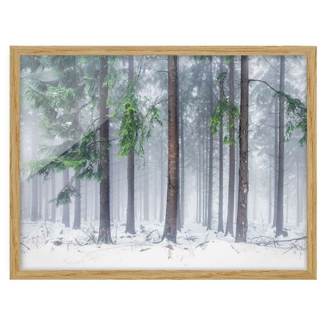 Framed poster - Conifers In Winter