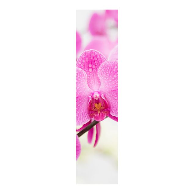 Sliding panel curtains set - Close-Up Orchid