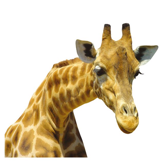 Window sticker - Curious Giraffe