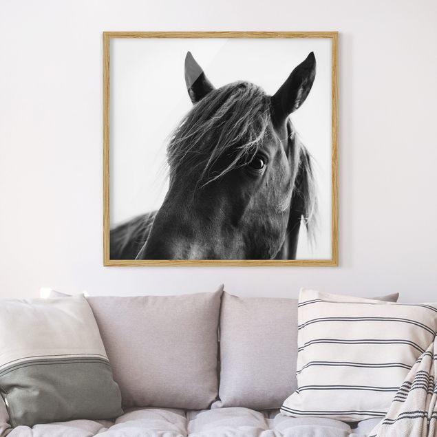 Framed poster - Curious Horse