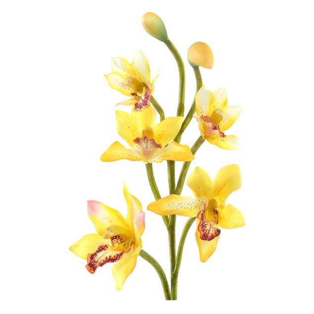 Flower wall decals No.173 Orchid Yellow