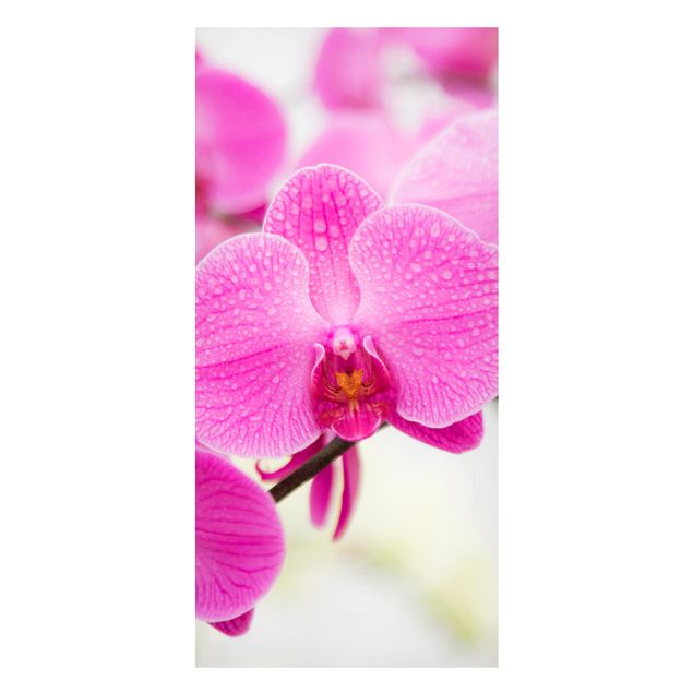 Magnetic memo board - Close-Up Orchid