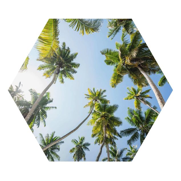 Alu-Dibond hexagon - Palm Tree Canopy