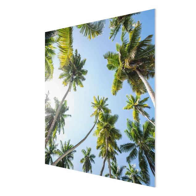 Print on forex - Palm Tree Canopy - Square 1:1