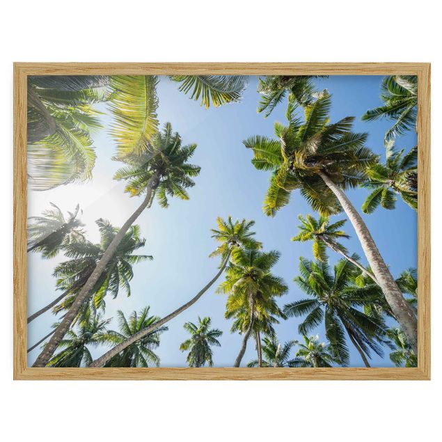 Framed poster - Palm Tree Canopy