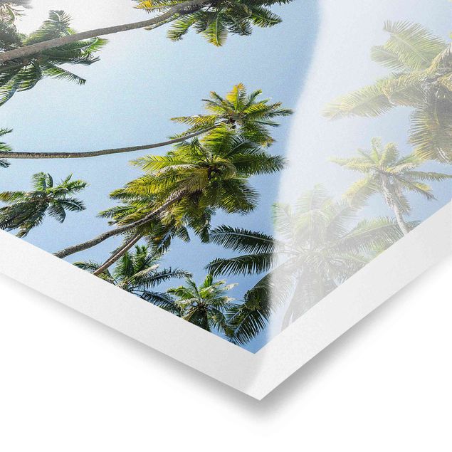 Poster - Palm Tree Canopy