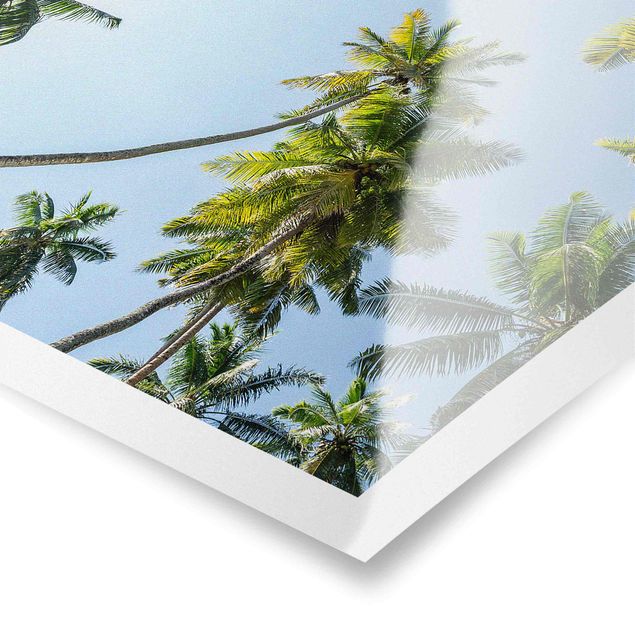 Poster - Palm Tree Canopy