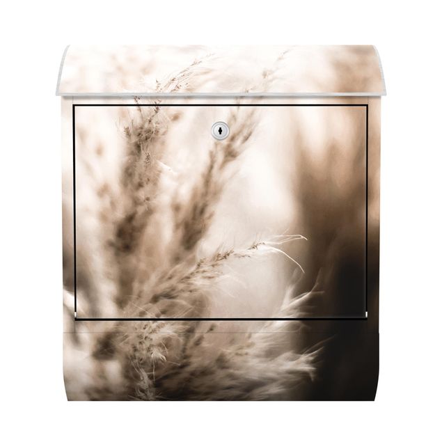 Letterbox - Pampas Grass In The Shadow