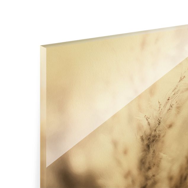 Glass print - Pampas Grass In The Shadow - Landscape format