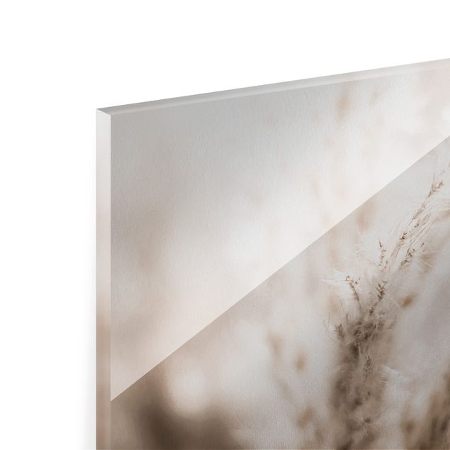 Glass print - Pampas Grass In The Shadow - Landscape format
