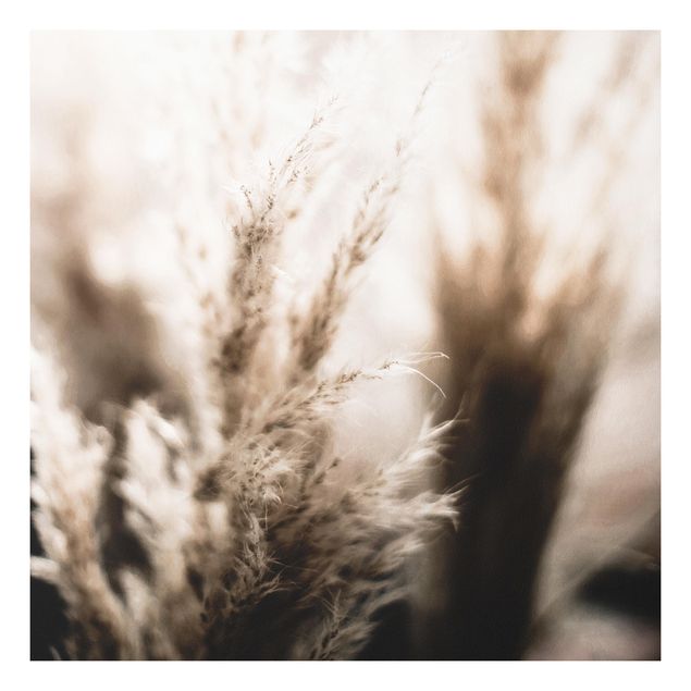 Print on forex - Pampas Grass In The Shadow - Square 1:1