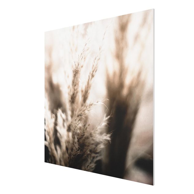 Print on forex - Pampas Grass In The Shadow - Square 1:1