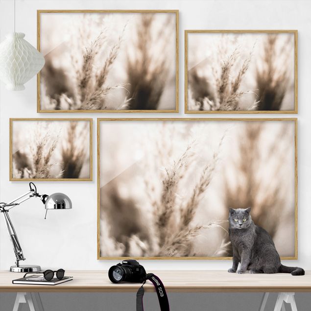 Framed poster - Pampas Grass In The Shadow