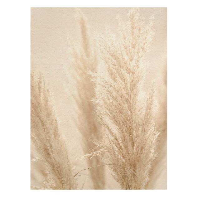Canvas print gold - Pampas Grass In Sun Light
