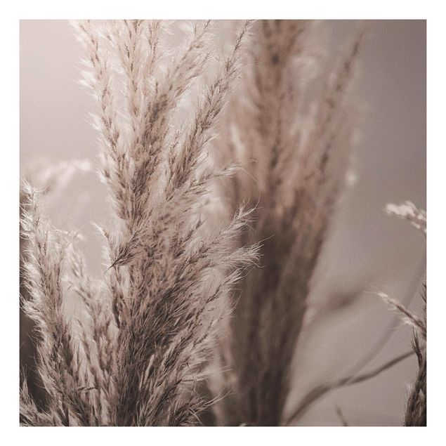 Print on forex - Pampas Grass In Late Fall - Square 1:1