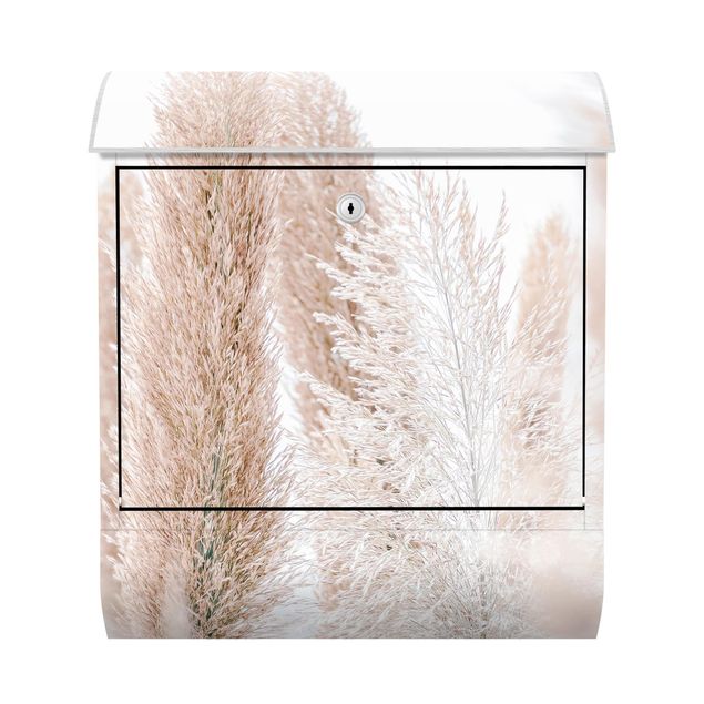 Letterbox - Pampas Grass In White Light