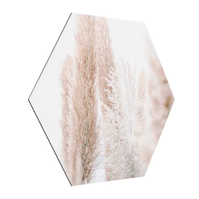 Alu-Dibond hexagon - Pampas Grass In White Light