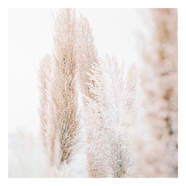 Print on forex - Pampas Grass In White Light - Square 1:1