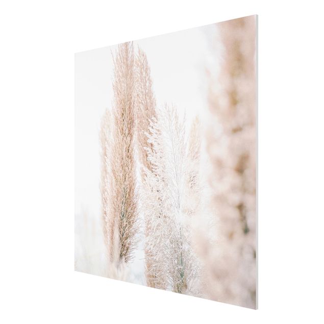Print on forex - Pampas Grass In White Light - Square 1:1
