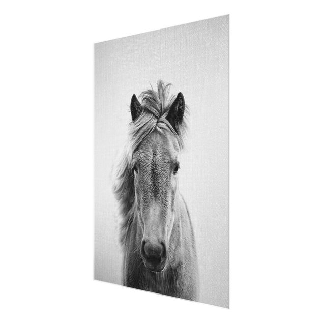 Glass print - Horse Pauline Black And White