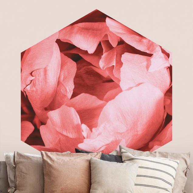 Wallpapers Peony Blossom Coral